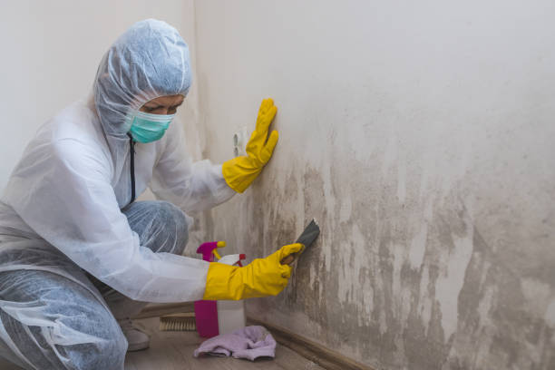 Best Black Mold Removal  in Glen Rock, NJ
