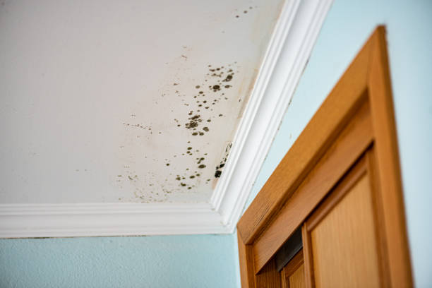 Best Certified Mold Removal  in Glen Rock, NJ
