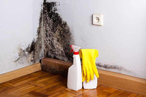 Professional Mold Removal in Glen Rock, NJ
