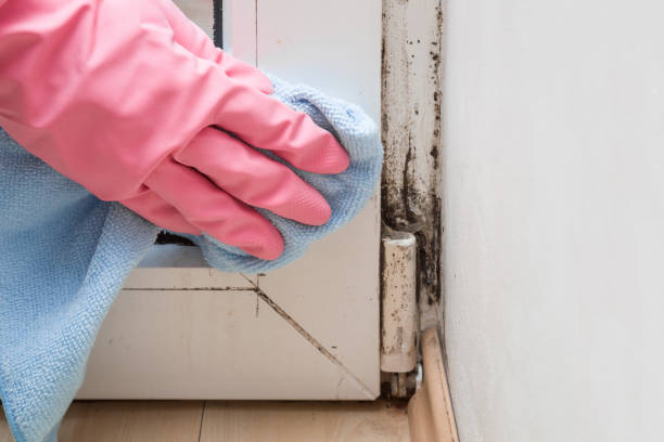 Best Fast Mold Removal  in Glen Rock, NJ